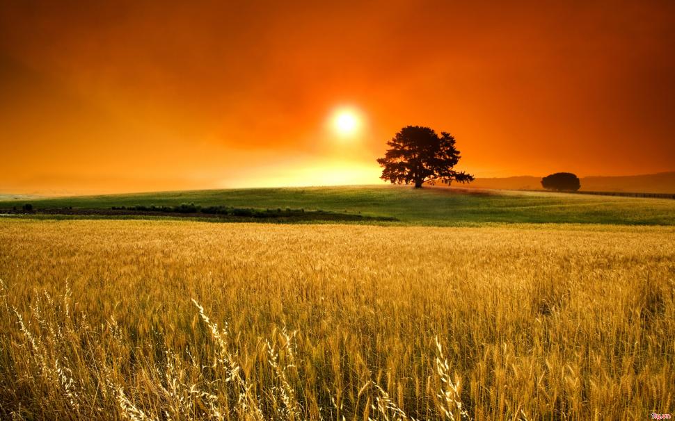 Sunset Field wallpaper,sunset HD wallpaper,field HD wallpaper,nature & landscape HD wallpaper,2560x1600 wallpaper