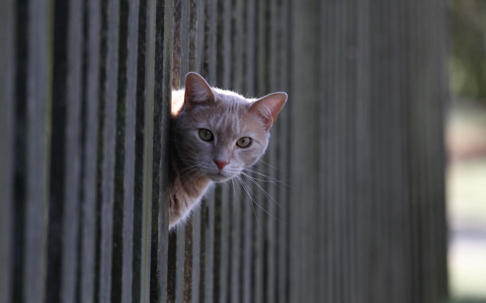 Cat looking from the fence wallpaper,cat HD wallpaper,looking from  HD wallpaper,the HD wallpaper,fence HD wallpaper,2880x1800 wallpaper