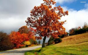 Copper autumn tree on the road side wallpaper thumb