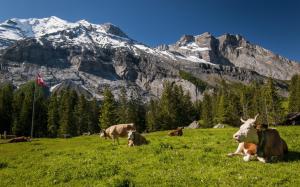 Mountain Lscape Cattle wallpaper thumb