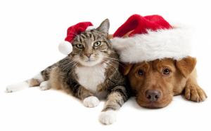 Christmas cat and dog wallpaper thumb