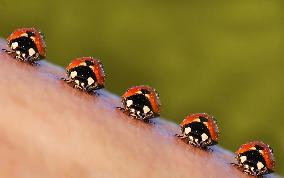Ladybugs Insects  Download wallpaper,animal HD wallpaper,ladybug HD wallpaper,ladybugs HD wallpaper,macro HD wallpaper,nature HD wallpaper,1920x1200 wallpaper