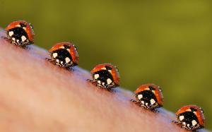 Ladybugs Insects  Download wallpaper thumb