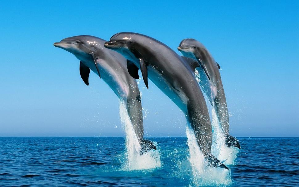 2560×1600 Three Jumping Dolphin  High Resolution Photos wallpaper,2560x1600 HD wallpaper,animal HD wallpaper,dolphin HD wallpaper,dolphins HD wallpaper,ocean HD wallpaper,2560x1600 wallpaper