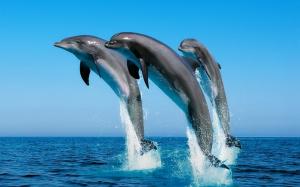 2560×1600 Three Jumping Dolphin  High Resolution Photos wallpaper thumb