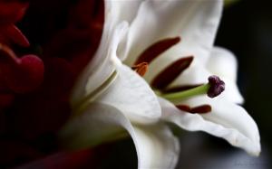 Dramatic White Lily wallpaper thumb