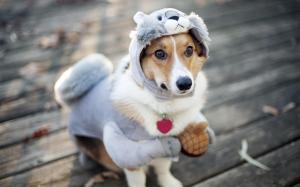 Dog funny outfit wallpaper thumb