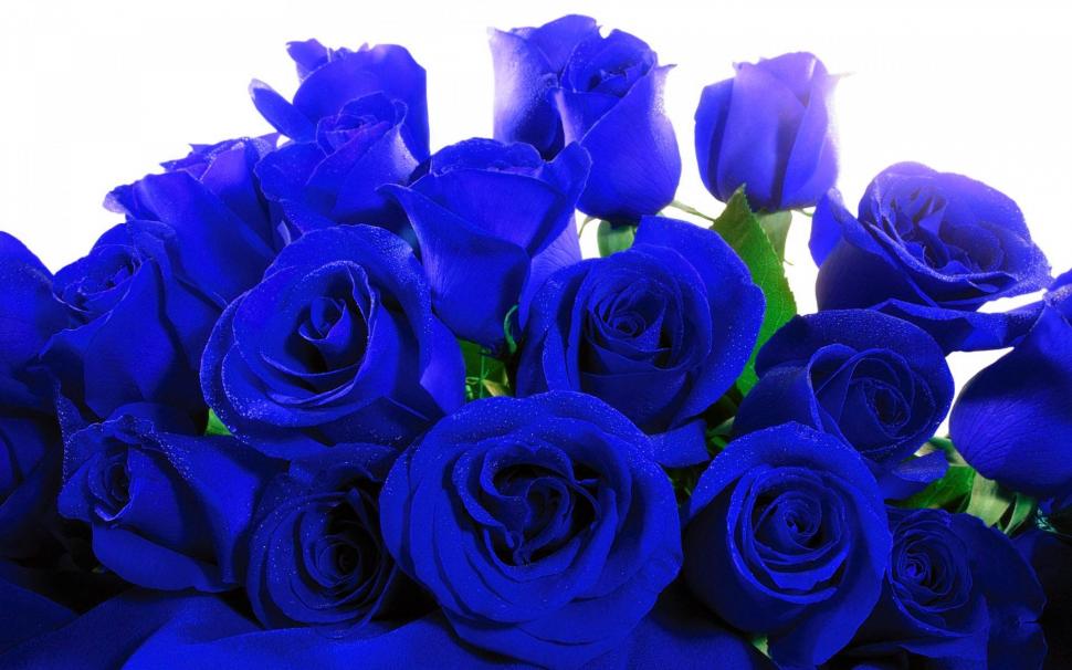 Blue Roses wallpaper, Blue Roses   HD wallpaper,Rose HD wallpaper,Flowers HD wallpaper,1920x1200 HD wallpaper,4k Blue Roses HD wallpaper,2880x1800 wallpaper