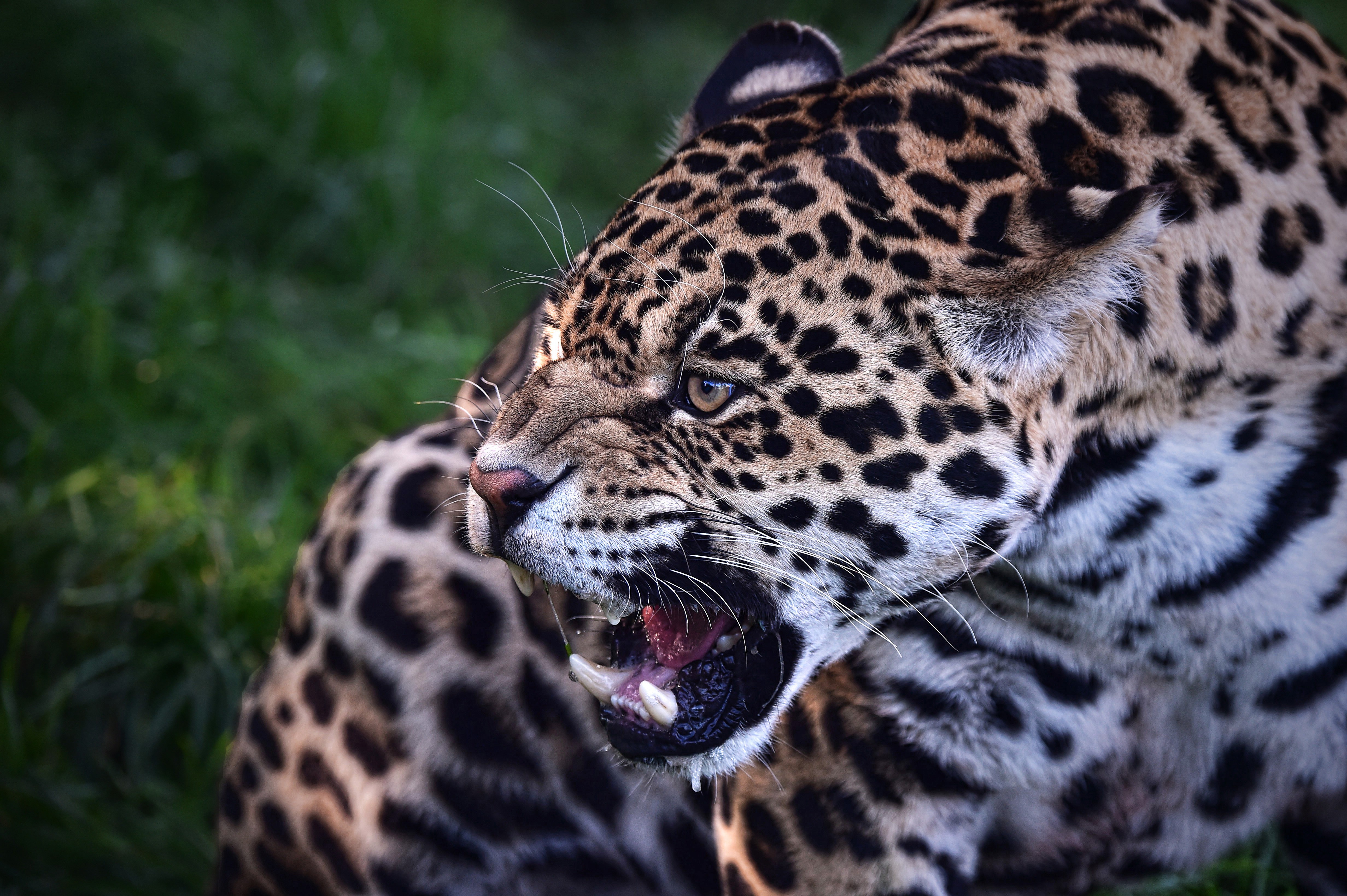 Jaguar beast wallpaper | animals | Wallpaper Better