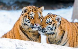 Two tigers in the snow wallpaper thumb