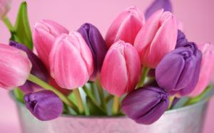Pink and purple tulips flowers wallpaper thumb