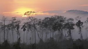 Dawn In A Peru Jungle wallpaper thumb