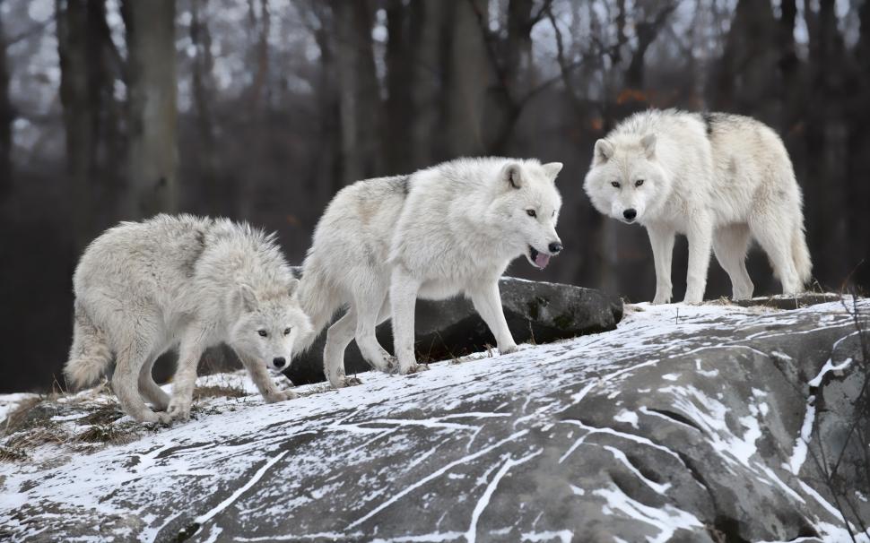 Hungry wolves in winter wallpaper,Hungry HD wallpaper,Wolves HD wallpaper,Winter HD wallpaper,2560x1600 wallpaper