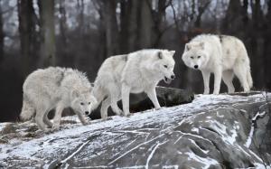 Hungry wolves in winter wallpaper thumb