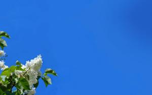 Opus,blue,sky,flower,white,green,leaf, wallpaper thumb
