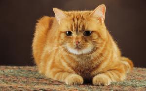 The obedient of orange color cat wallpaper thumb