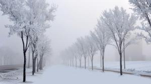 Road, trees, snow, walking, winter natural wallpaper thumb