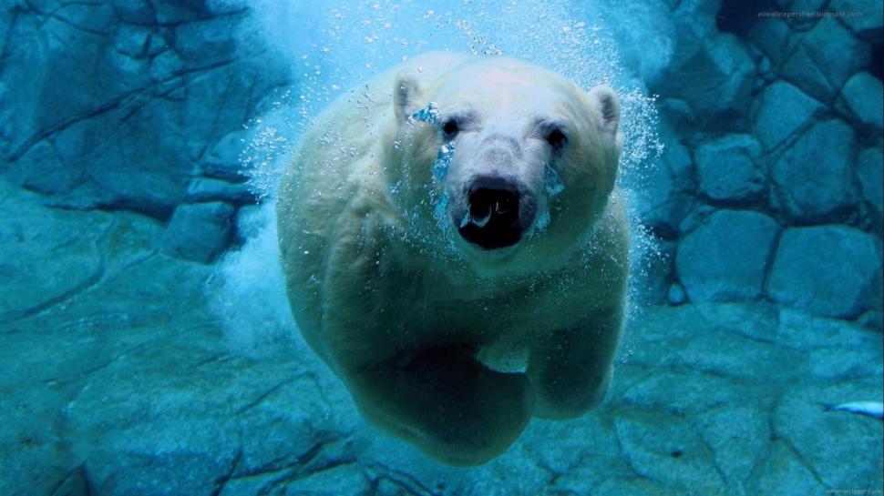 Polar bear swimming wallpaper,polar HD wallpaper,bear HD wallpaper,swim HD wallpaper,animal HD wallpaper,water HD wallpaper,blue HD wallpaper,1920x1080 wallpaper