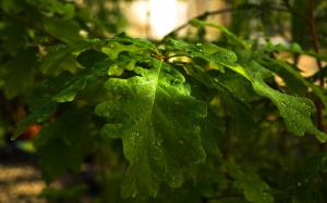 Green Leaf Leaves HD wallpaper thumb