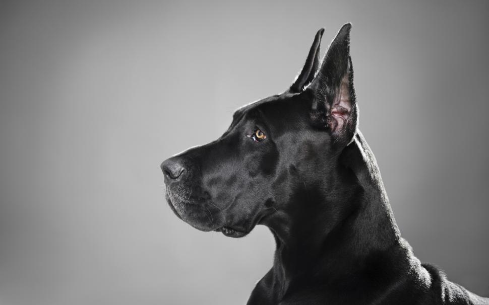 Great Dane Black Dog Free HD Widescreen s wallpaper,big dog HD wallpaper,dog HD wallpaper,great dane HD wallpaper,heroic HD wallpaper,puppies HD wallpaper,scooby HD wallpaper,2560x1600 wallpaper