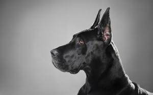 Great Dane Black Dog Free HD Widescreen s wallpaper thumb