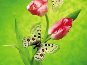 Tulips & Butterfly wallpaper thumb