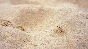 Beach Sand Small Crabs wallpaper thumb