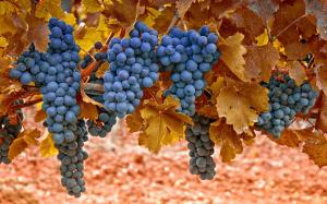 Harvest of purple grapes, yellow leaves wallpaper thumb