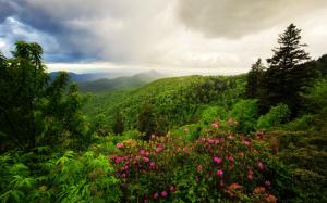 Mountains, trees, flowers, morning, clouds, nature landscape wallpaper thumb