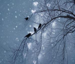 Winter Crows wallpaper thumb