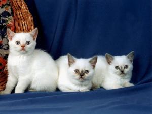sweet trio cat animal kitten Sweet HD wallpaper thumb