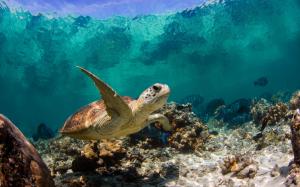 Sea Turtle Swimming wallpaper thumb