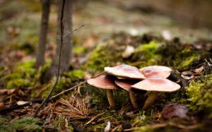 Forest Mushrooms Nature wallpaper thumb