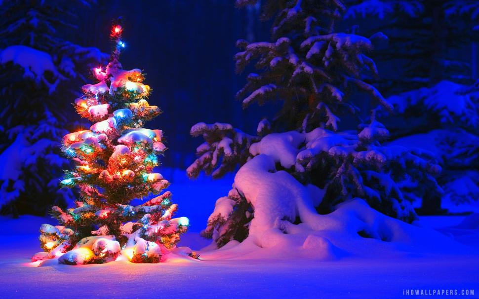 Snow and Lights on Christmas Tree wallpaper,tree HD wallpaper,christmas HD wallpaper,lights HD wallpaper,snow HD wallpaper,1920x1200 wallpaper