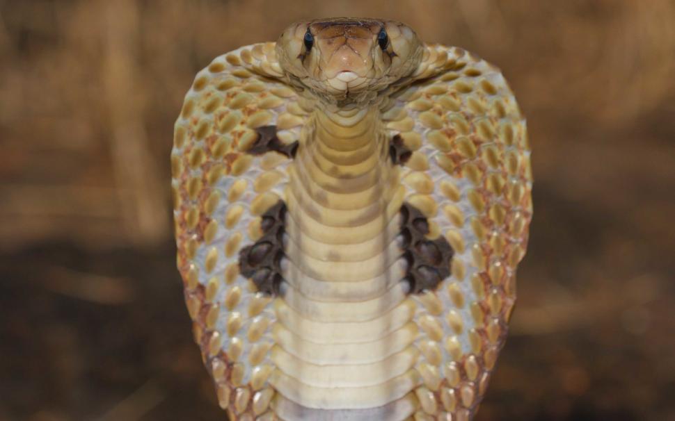 Indian Cobra Venom Snake Beautiful Wallpaper  Stock Photo  Image of  causing beautifulvenomattackingwildnaturesnake 129980064