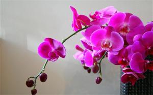 Violet Orchid wallpaper thumb