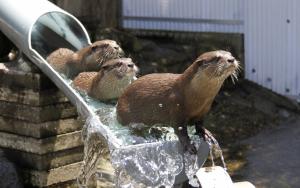 Otters, Animals, Cute, Water wallpaper thumb