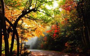Lighted Forest Path wallpaper thumb