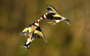 Birds Goldfinches wallpaper thumb