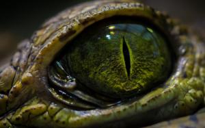 Lizard Macro Eye Green HD wallpaper thumb