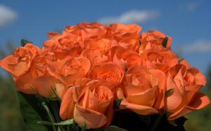 Orange-roses-flower wallpaper thumb