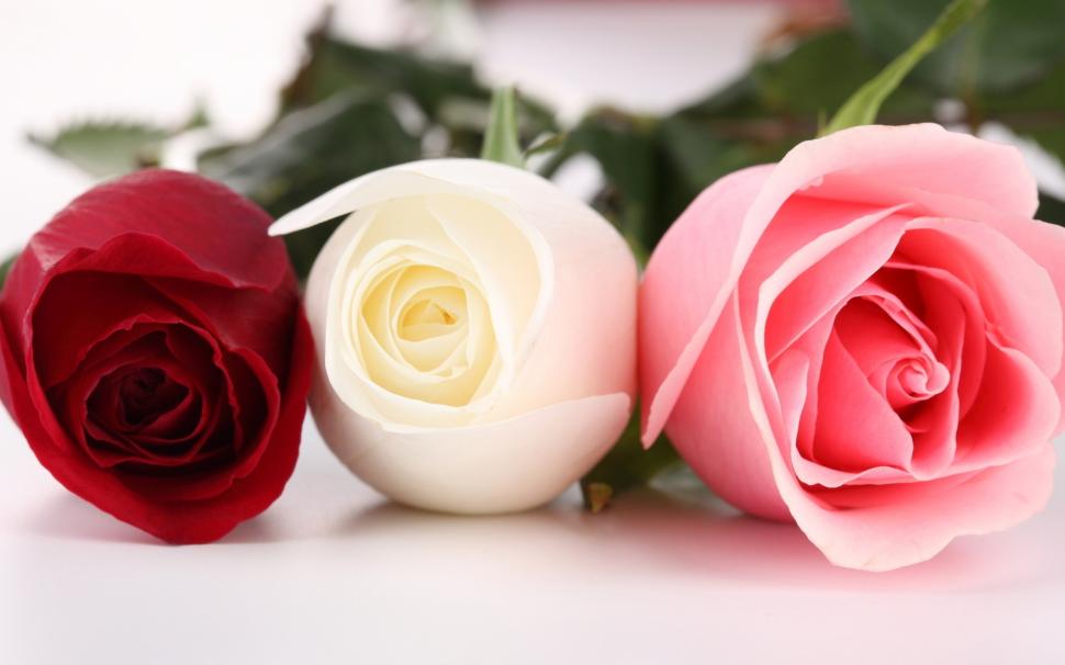 Three Different Colors Of Roses Wallpaper Flowers Wallpaper Better