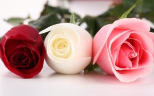 Three different colors of roses wallpaper thumb