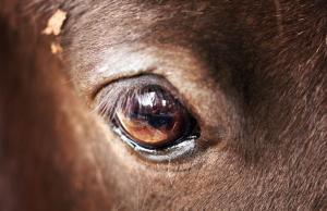 Horse Eye wallpaper thumb