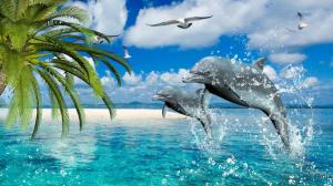 Dolphins Sea Dance wallpaper thumb