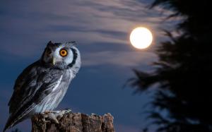 Owl, moon, bird at night wallpaper thumb