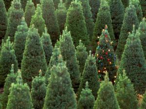 new year, christmas, fur-trees, green, ornaments wallpaper thumb