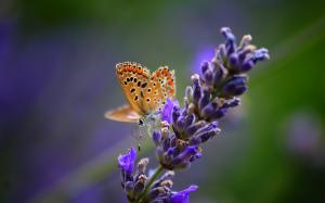 Butterfly with lavender flowers, nature macro wallpaper thumb