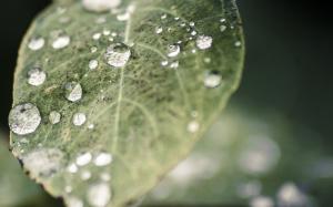 Leaf Water Drops Macro HD wallpaper thumb