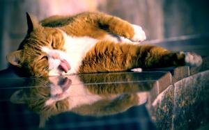 Cat Tongue Reflection HD wallpaper thumb